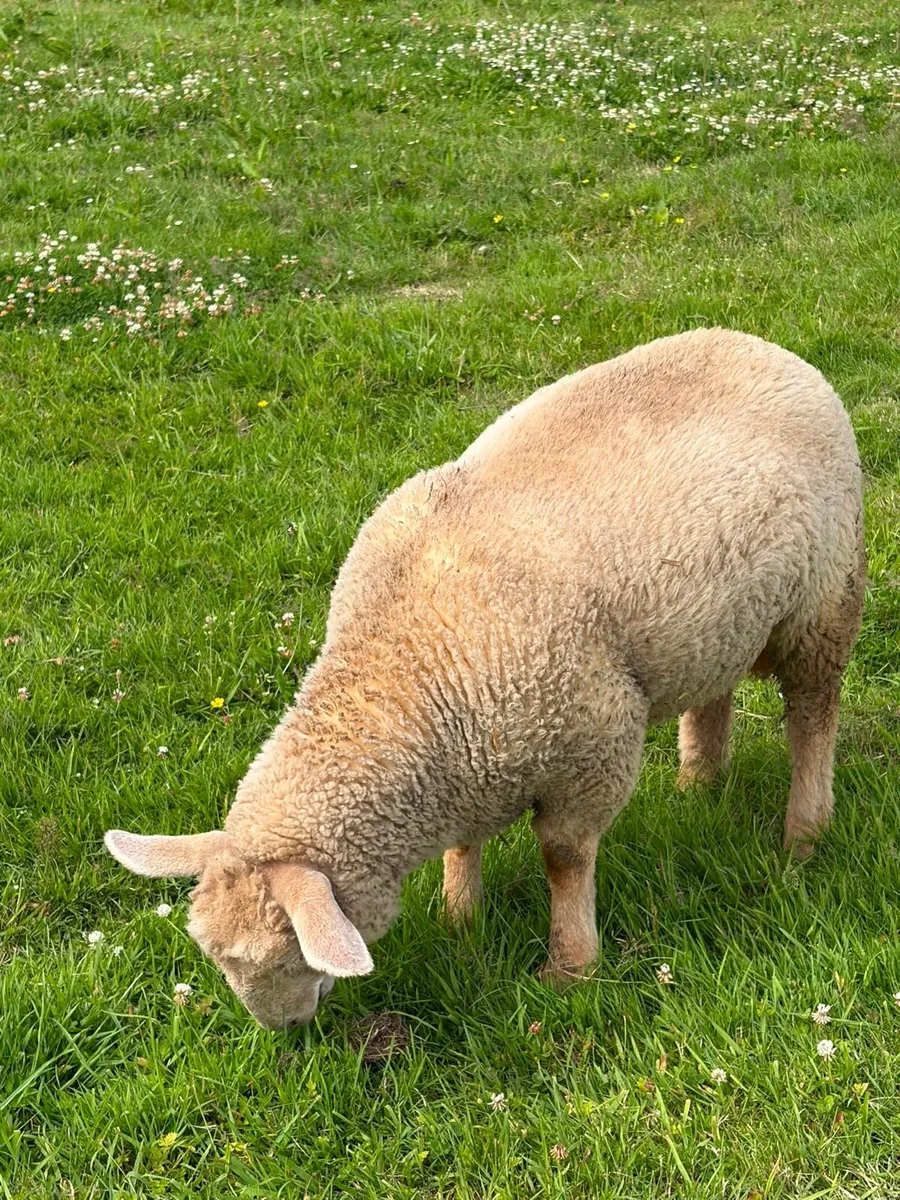 Fat Pet lamb - Image 4