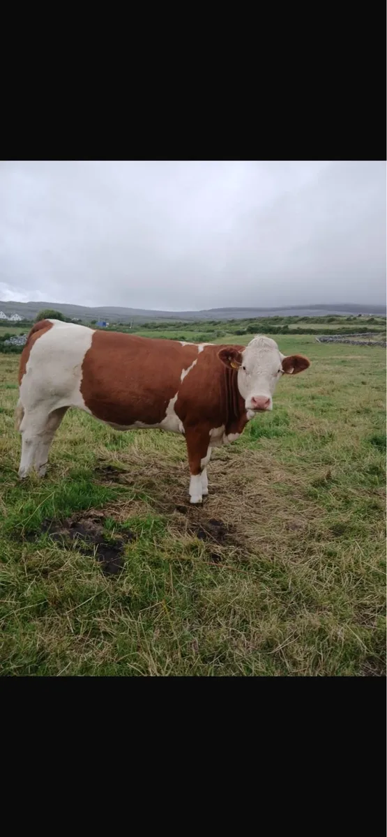 PBR Simmentals - Image 1