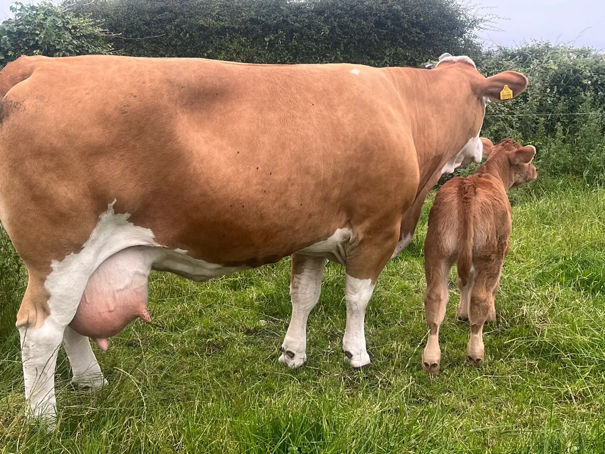 PBR Simmentals - Image 2