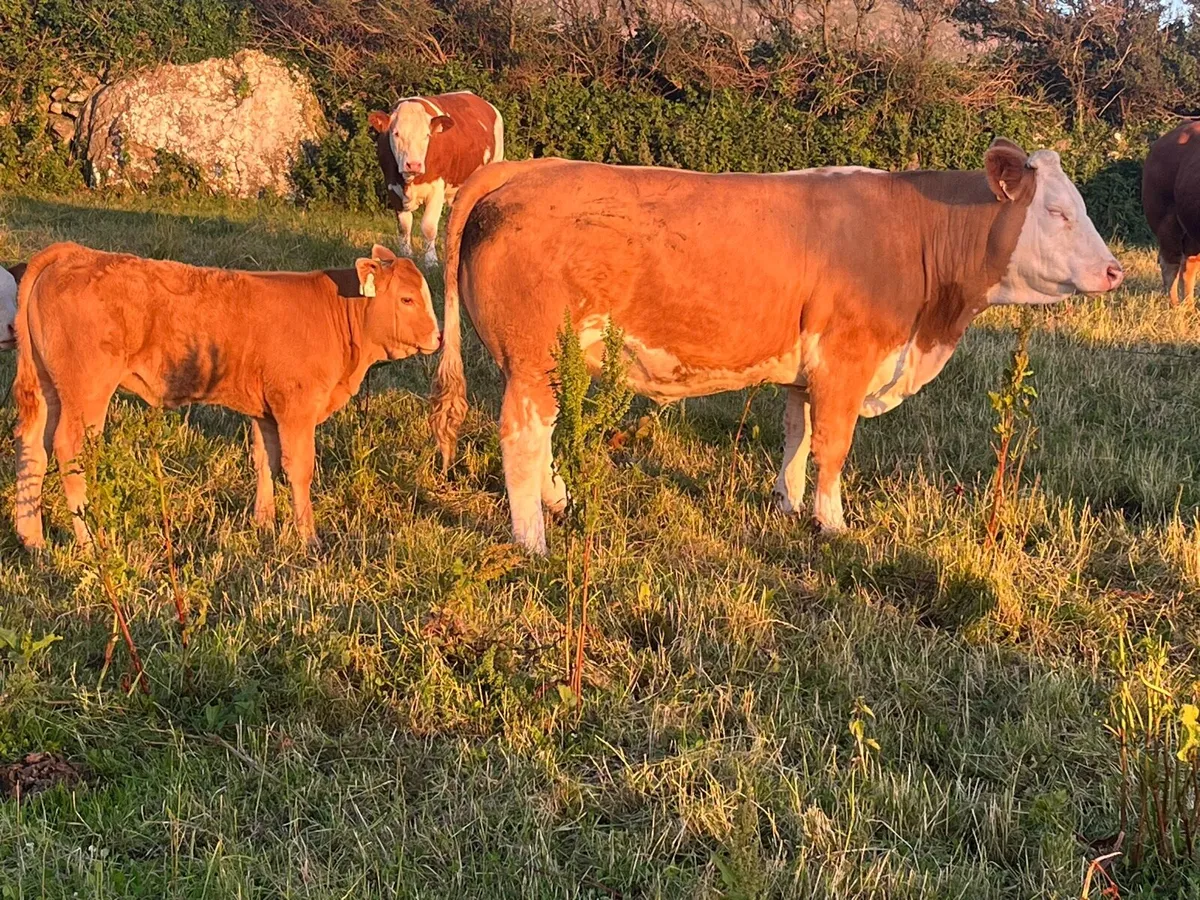PBR Simmentals - Image 4