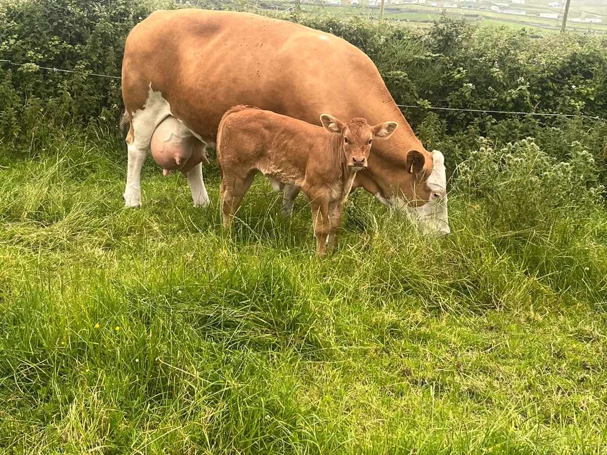PBR Simmentals - Image 3