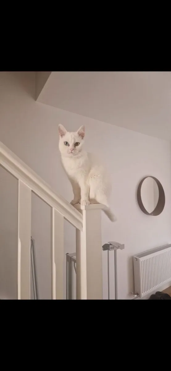 Rare Cat - Image 1