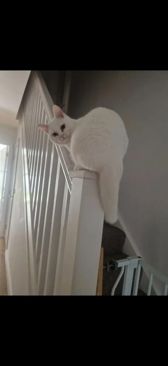 Rare Cat - Image 2