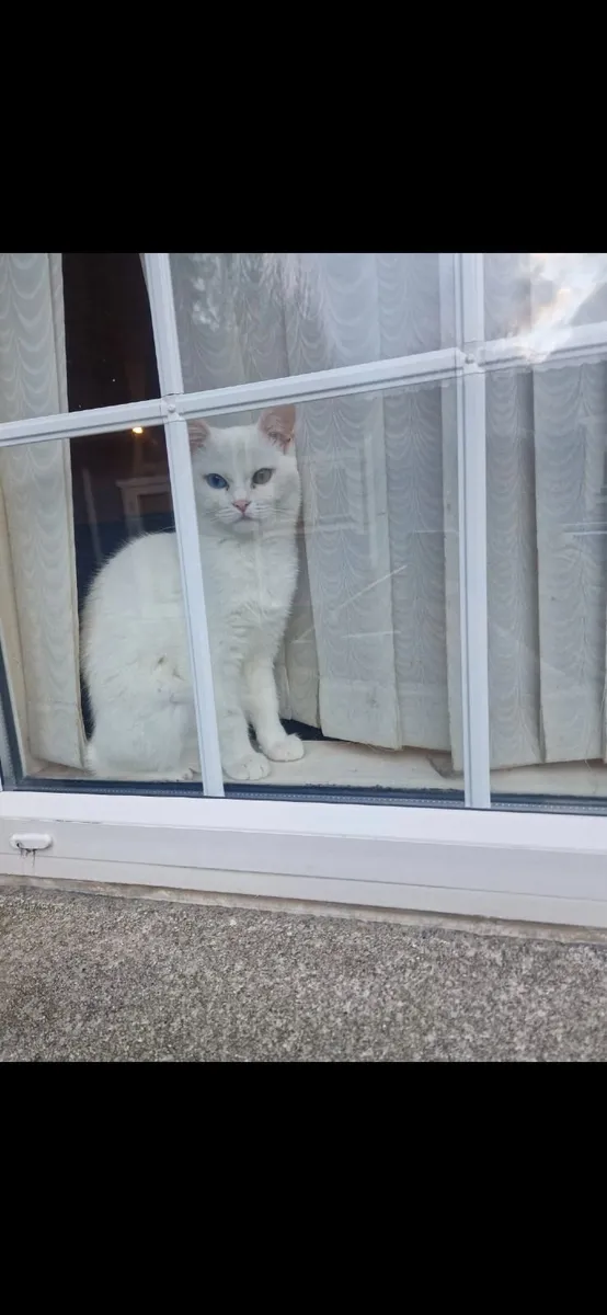 Rare Cat - Image 3