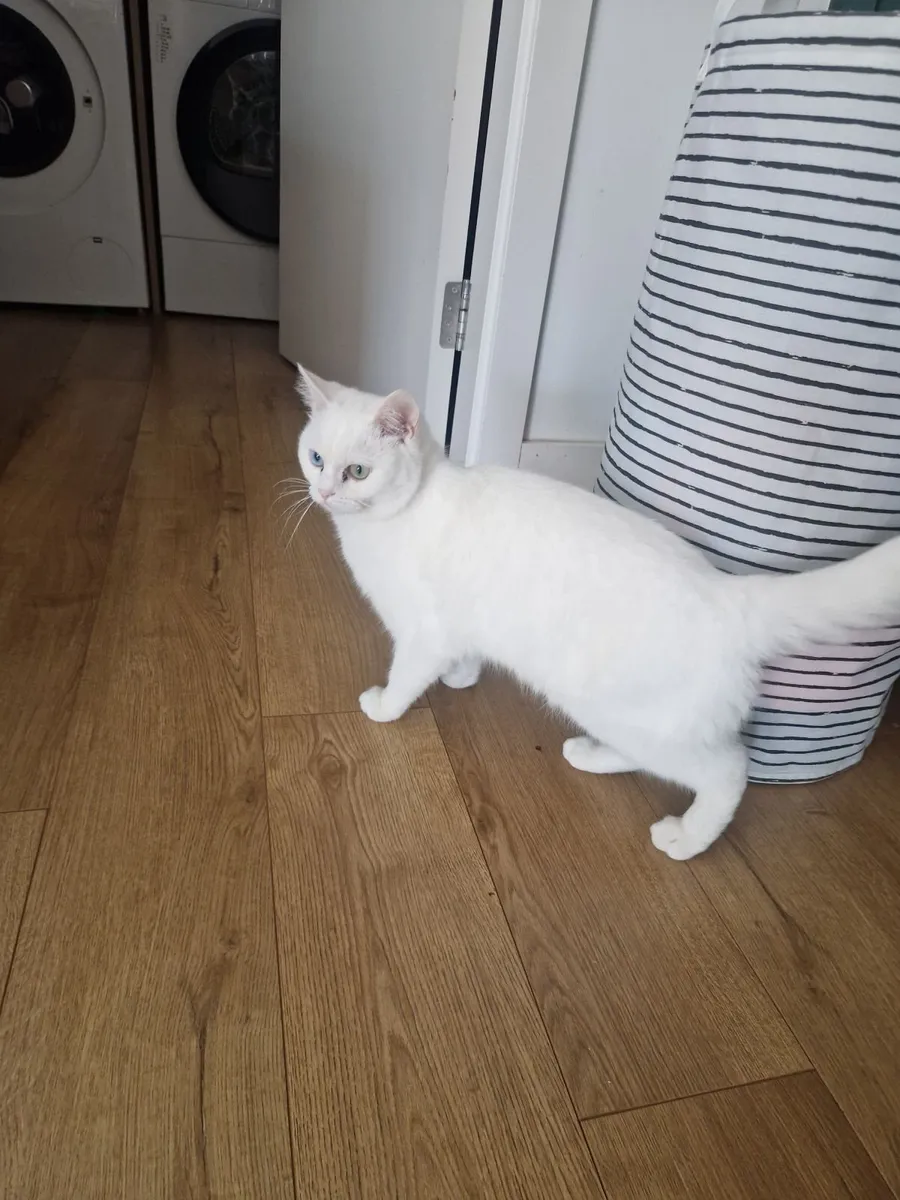 Rare Cat - Image 4