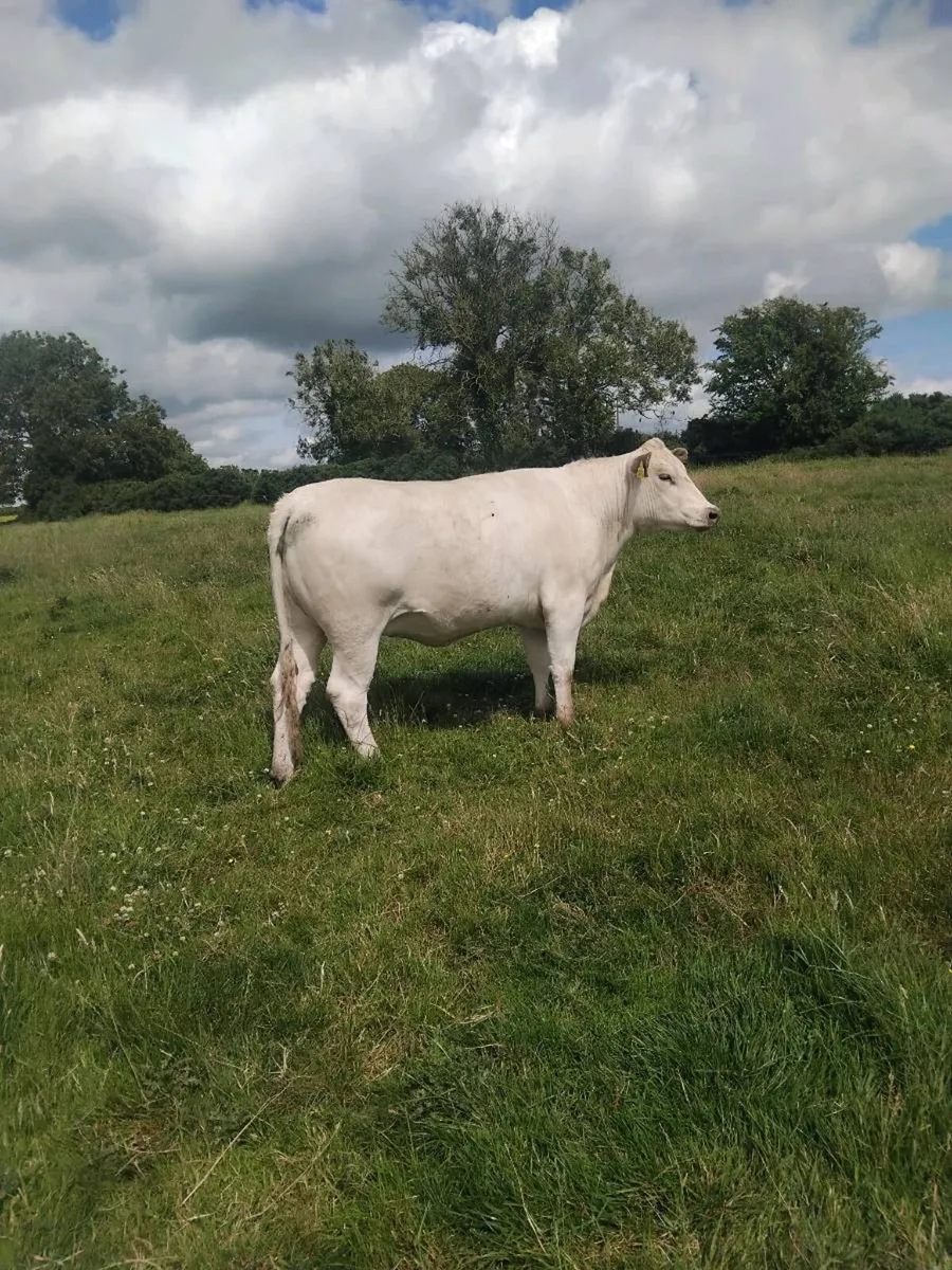 Top quality breeding heifers - Image 1