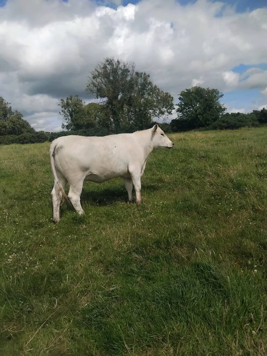 Top quality breeding heifers - Image 2