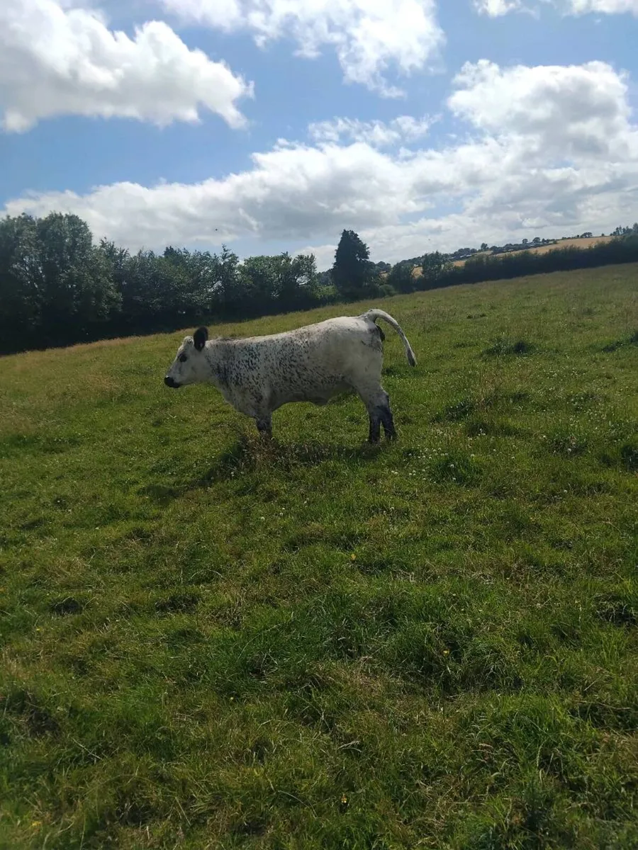 Top quality breeding heifers - Image 4