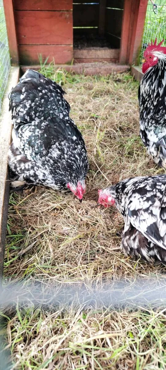 White Wyandotte , Mottled Pekin - Image 3
