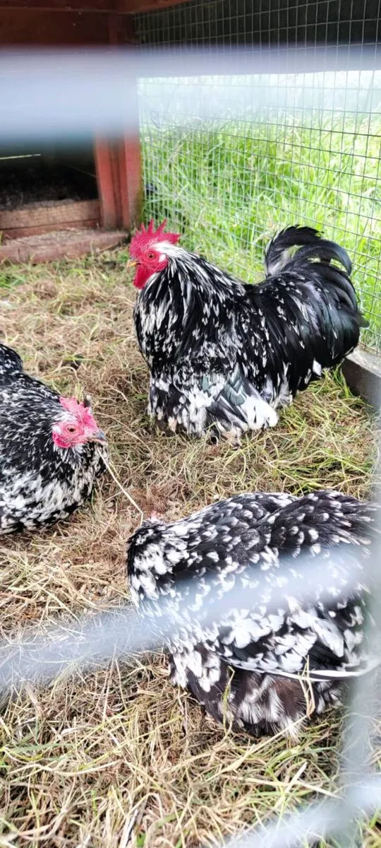 White Wyandotte , Mottled Pekin - Image 1