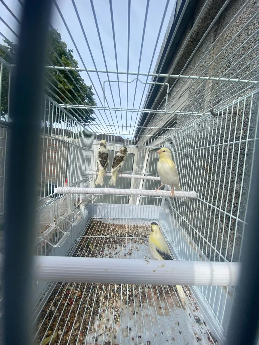 Canary - Image 1