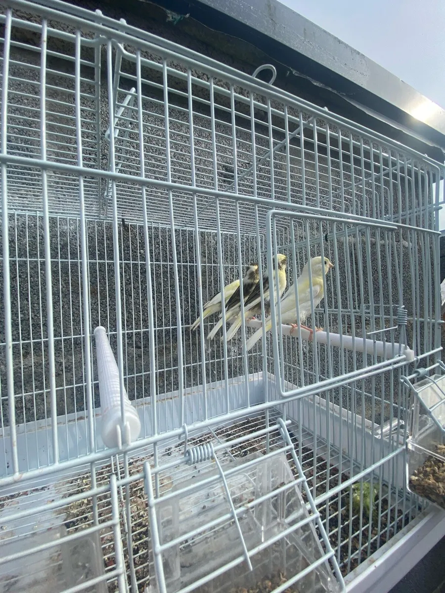 Canary - Image 2
