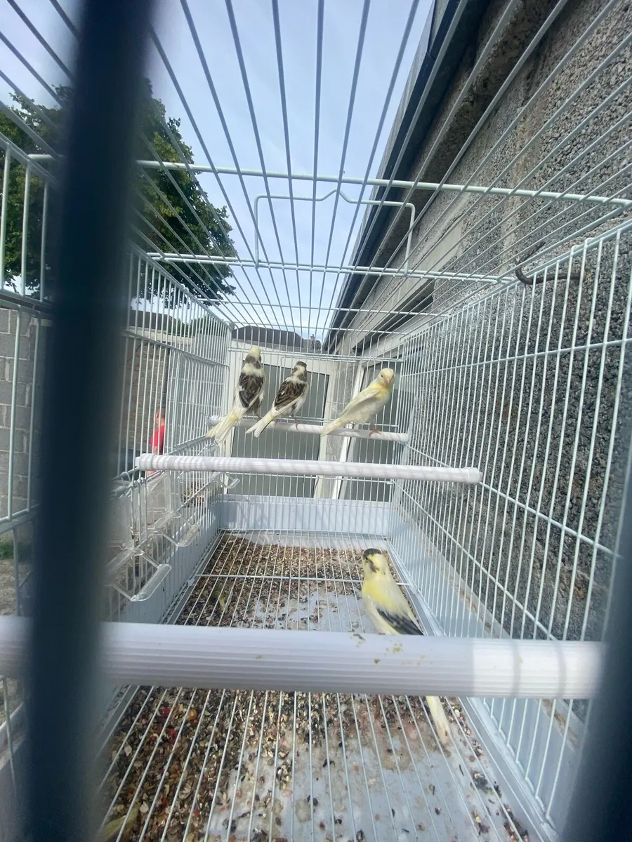 Canary - Image 3