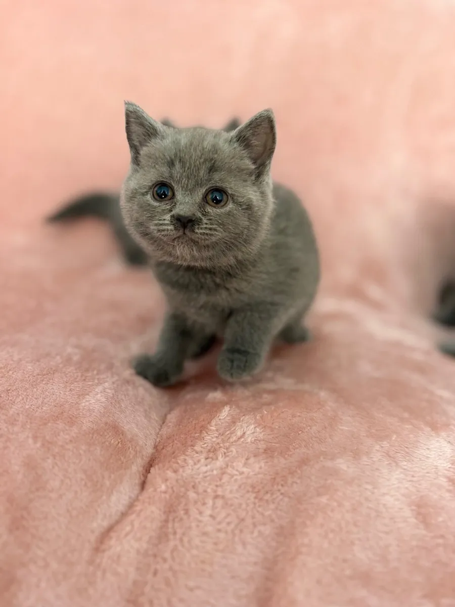 British kittens - Image 2