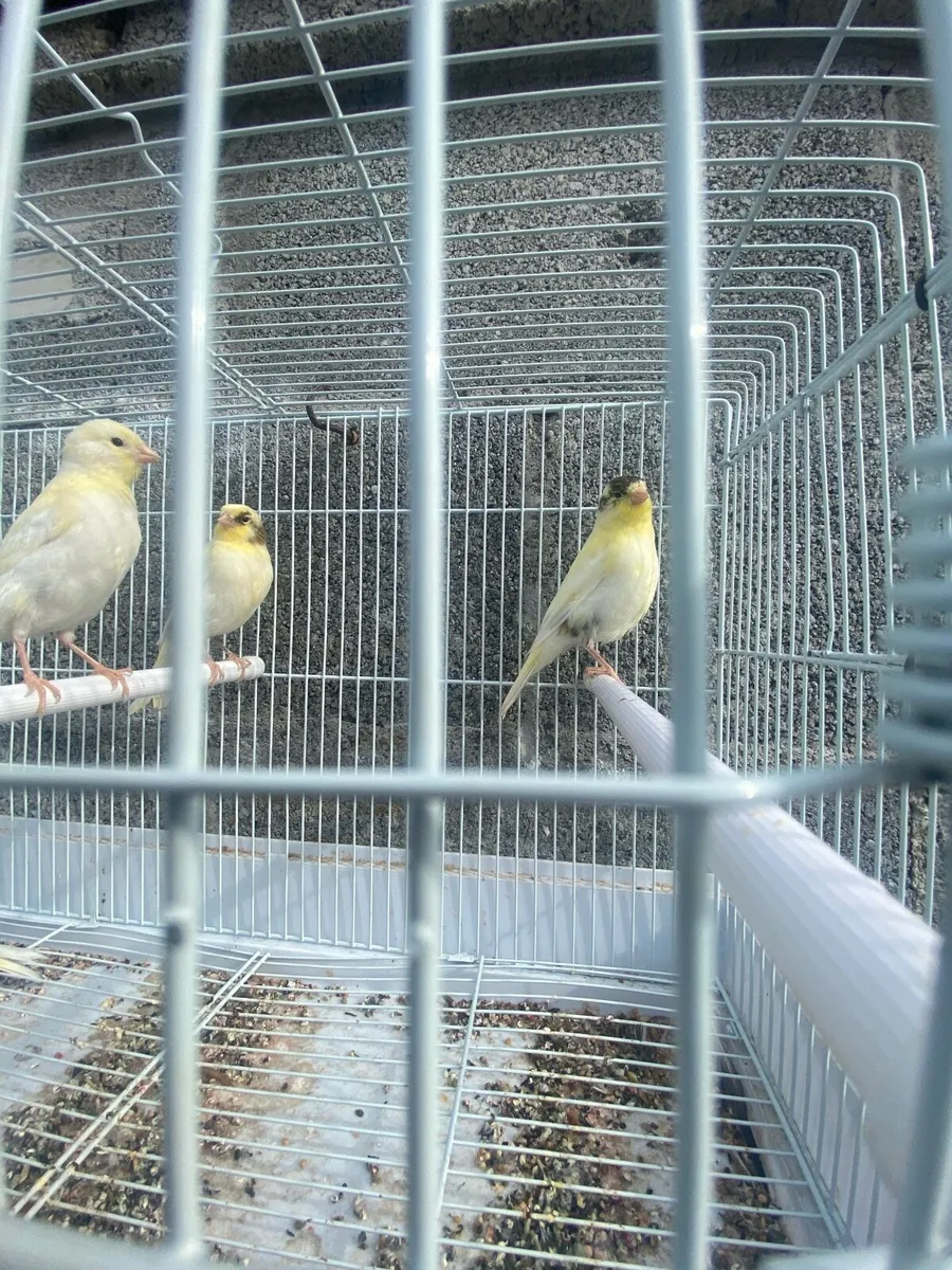 Canary - Image 4