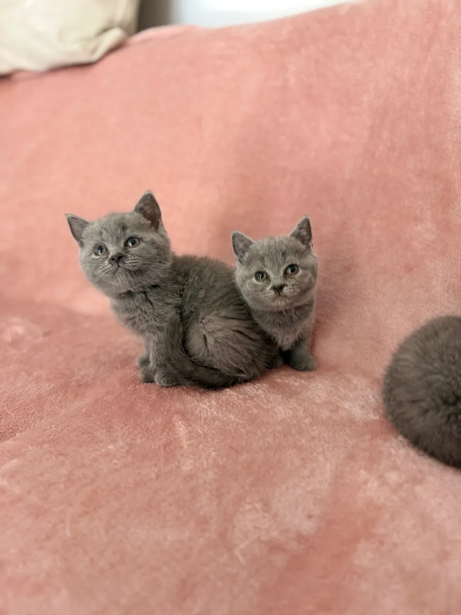British kittens - Image 4