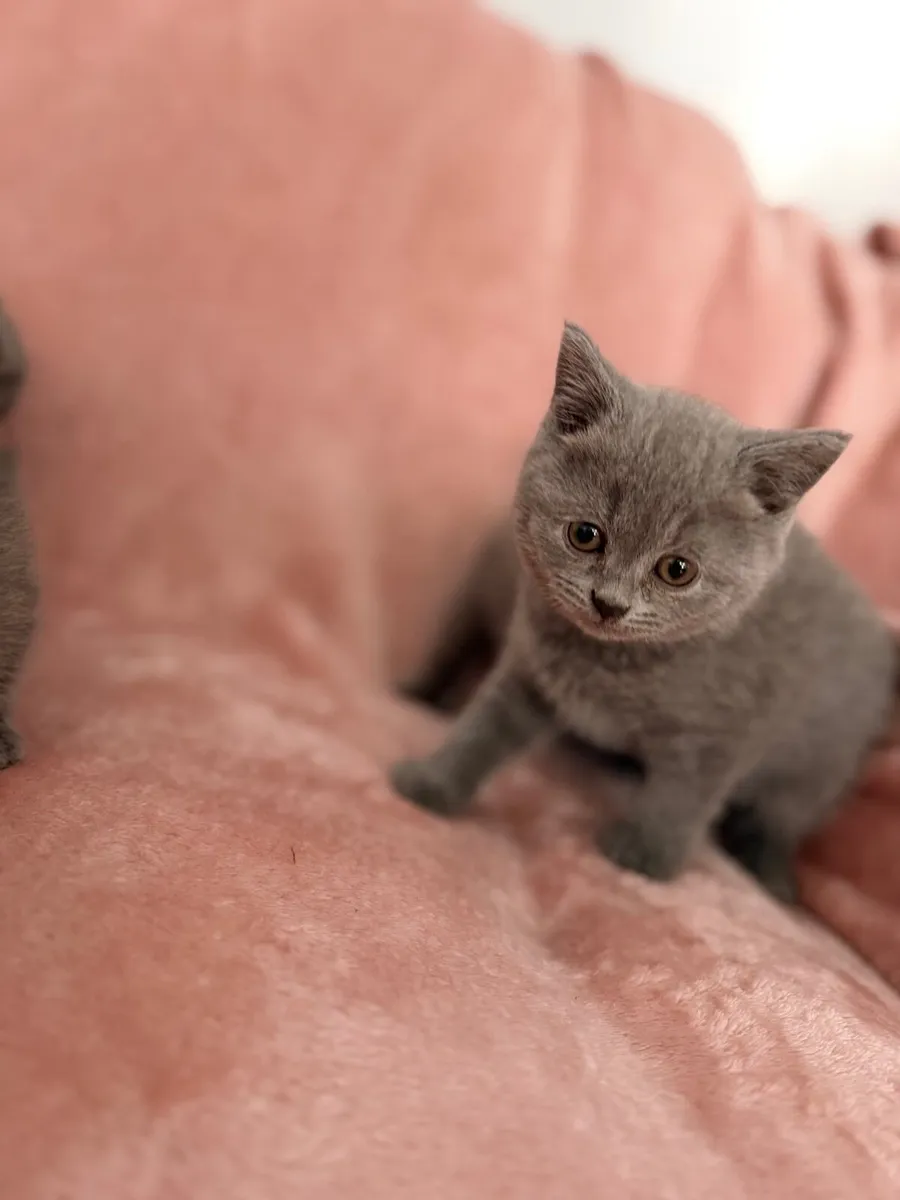 British kittens - Image 3