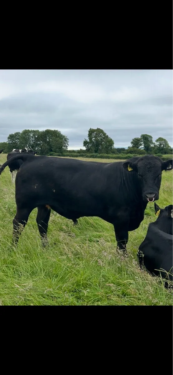 Pedigree AA stock Bull - Image 1