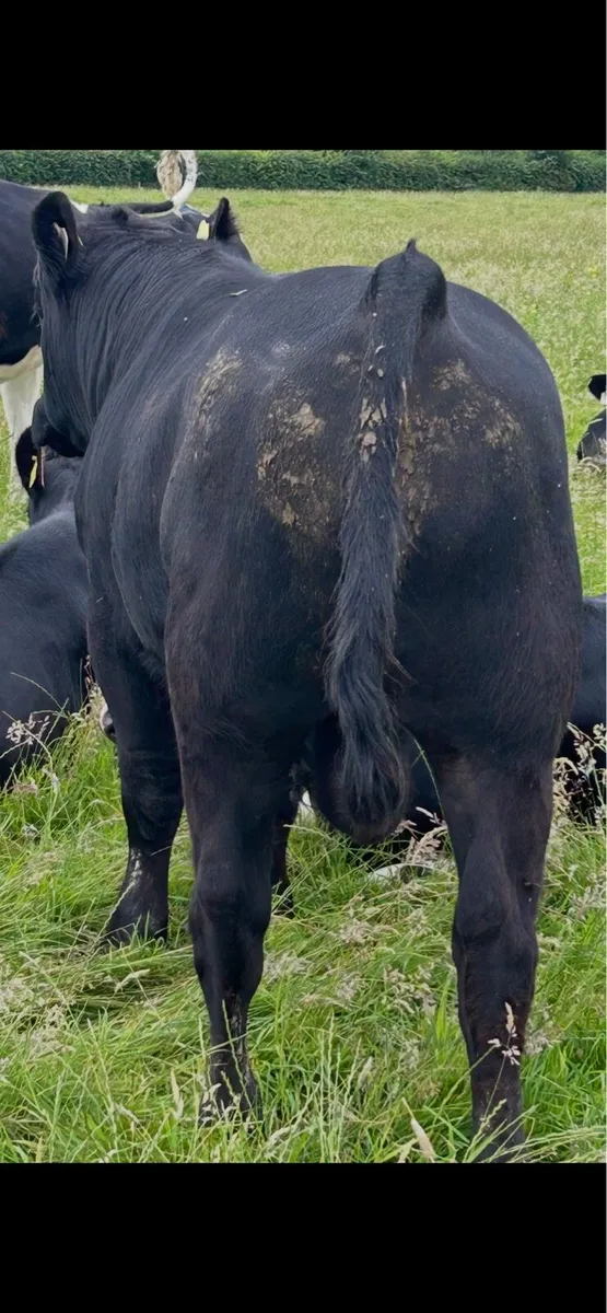 Pedigree AA stock Bull - Image 2