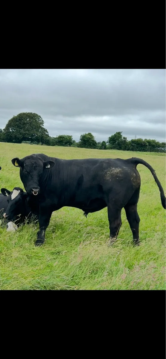 Pedigree AA stock Bull - Image 3