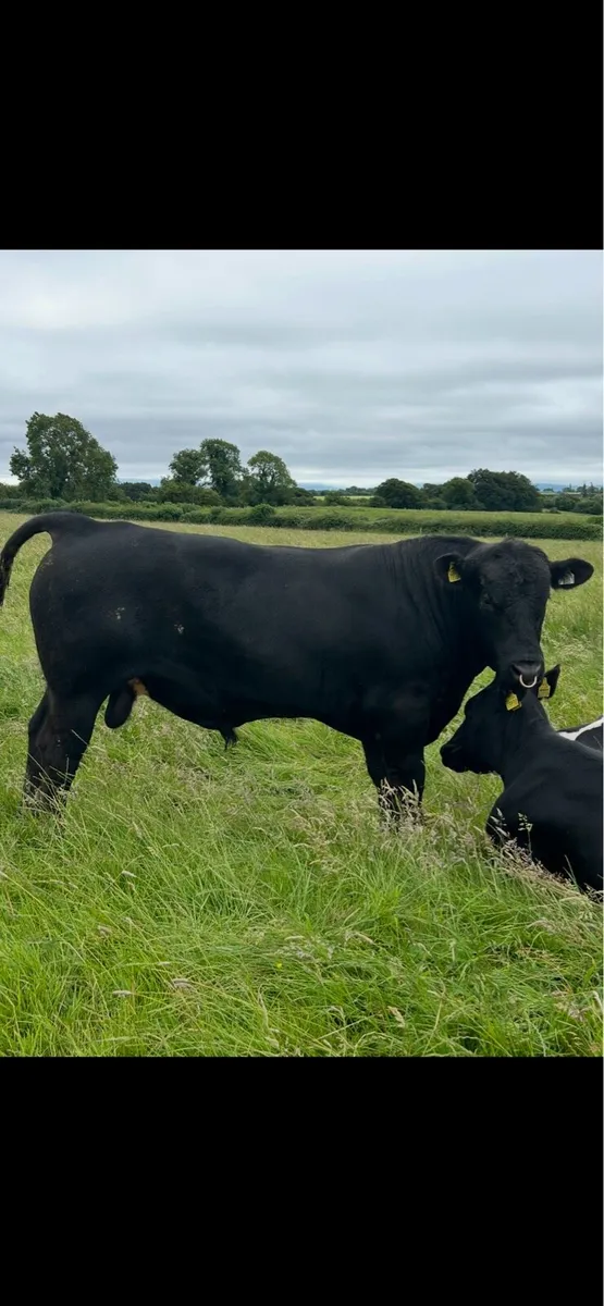 Pedigree AA stock Bull - Image 4