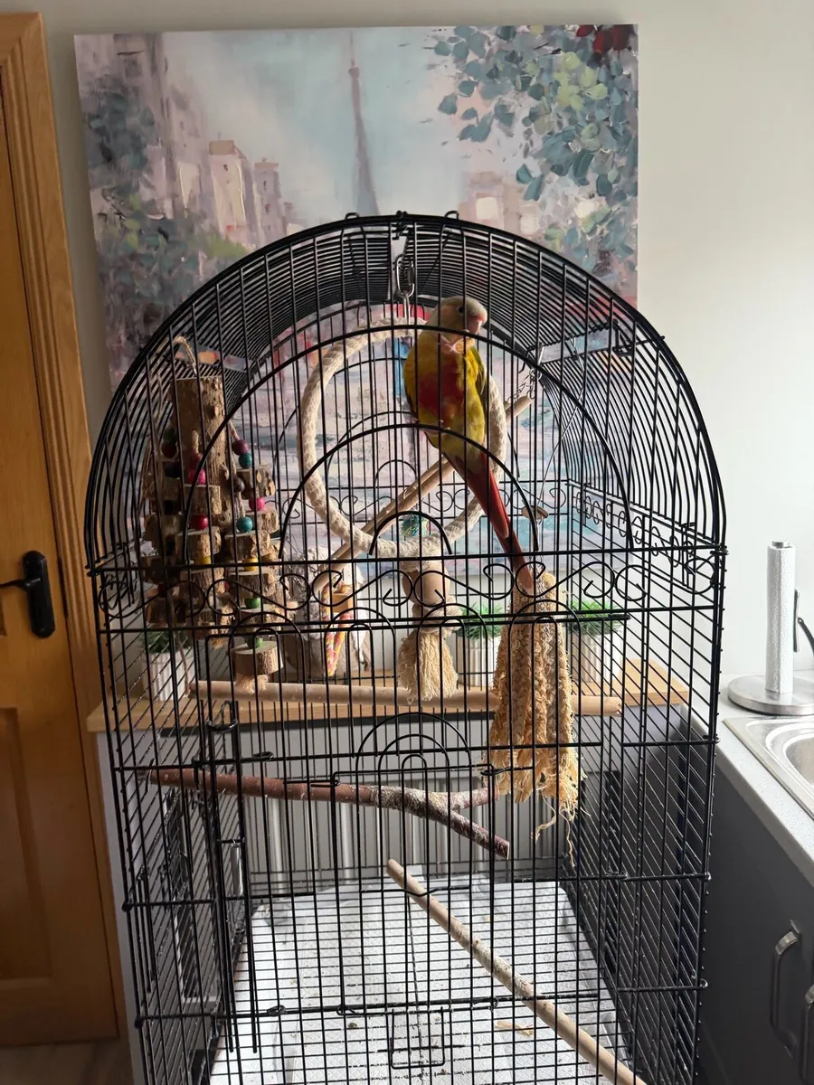 Pineapple conure - Image 2