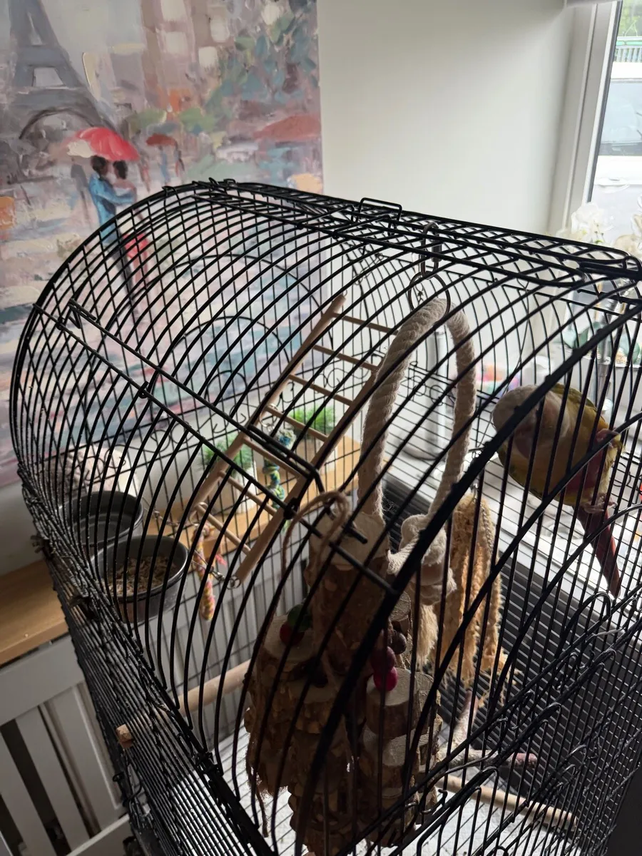Pineapple conure - Image 3