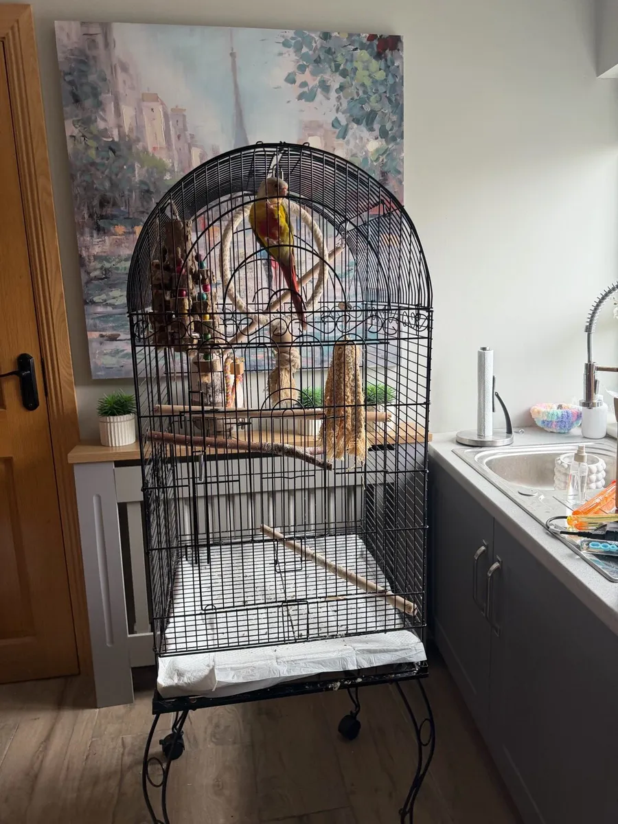 Pineapple conure - Image 4