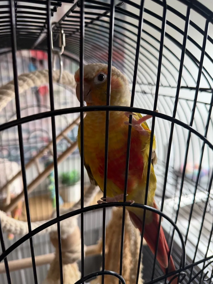 Pineapple conure - Image 1