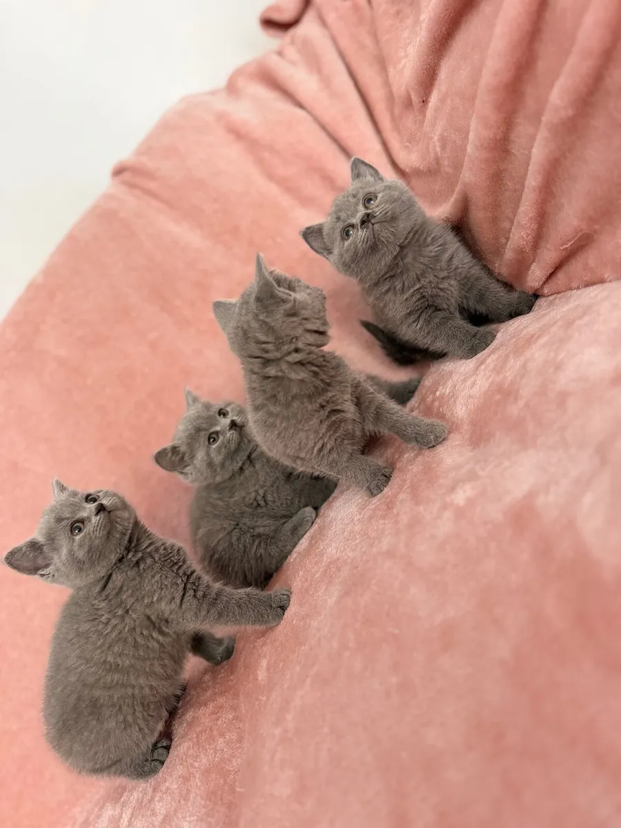 British kittens - Image 1
