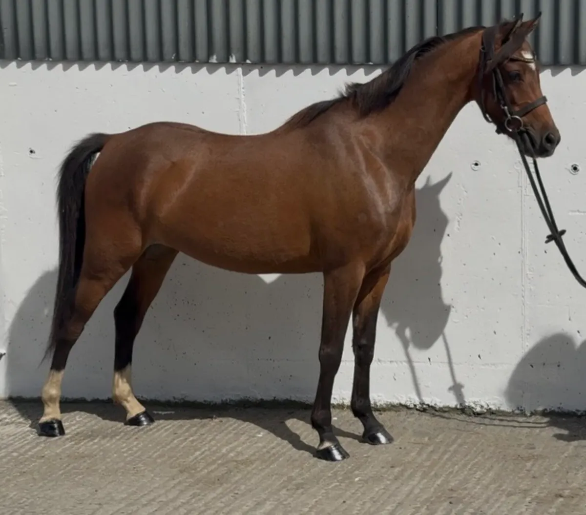Quality 128cm 5yr old mare - Image 2