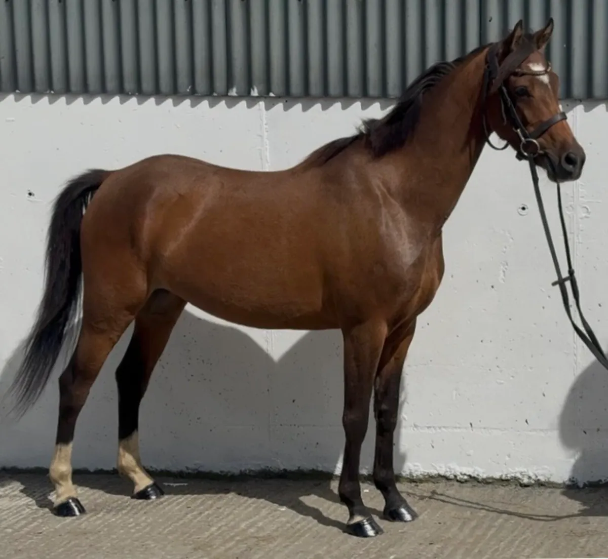 Quality 128cm 5yr old mare - Image 1