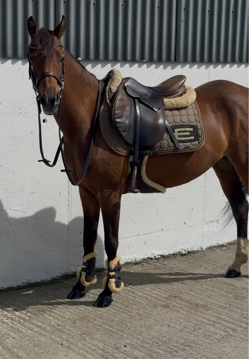 Quality 128cm 5yr old mare - Image 3