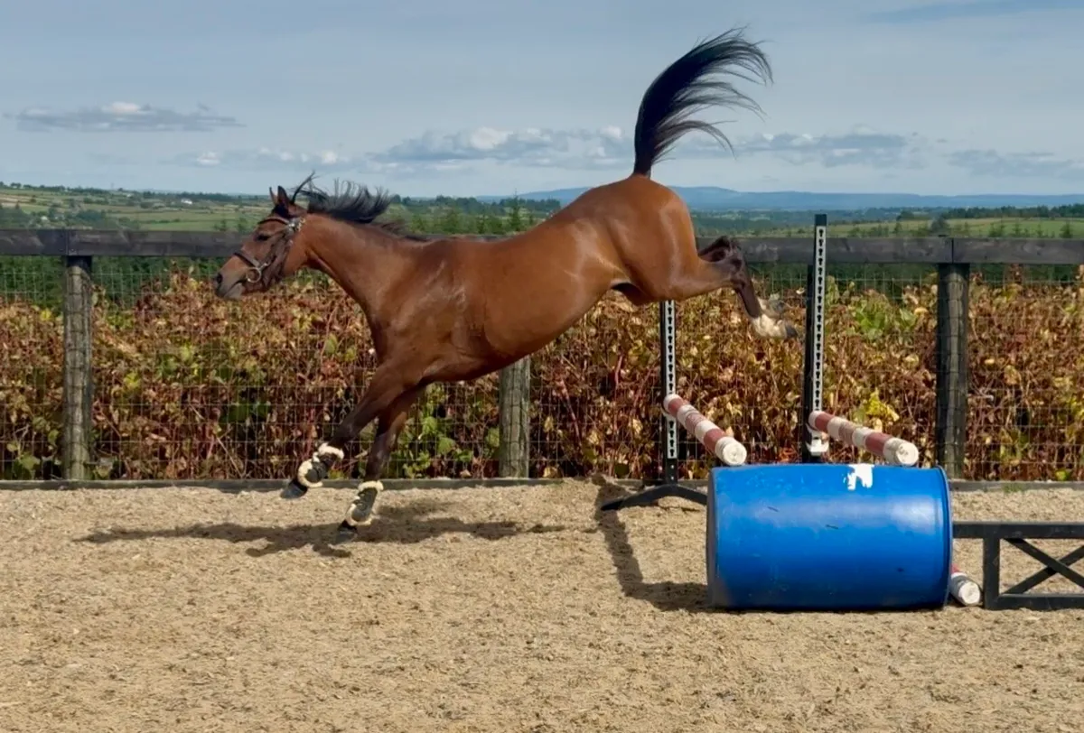 Quality 128cm 5yr old mare - Image 4