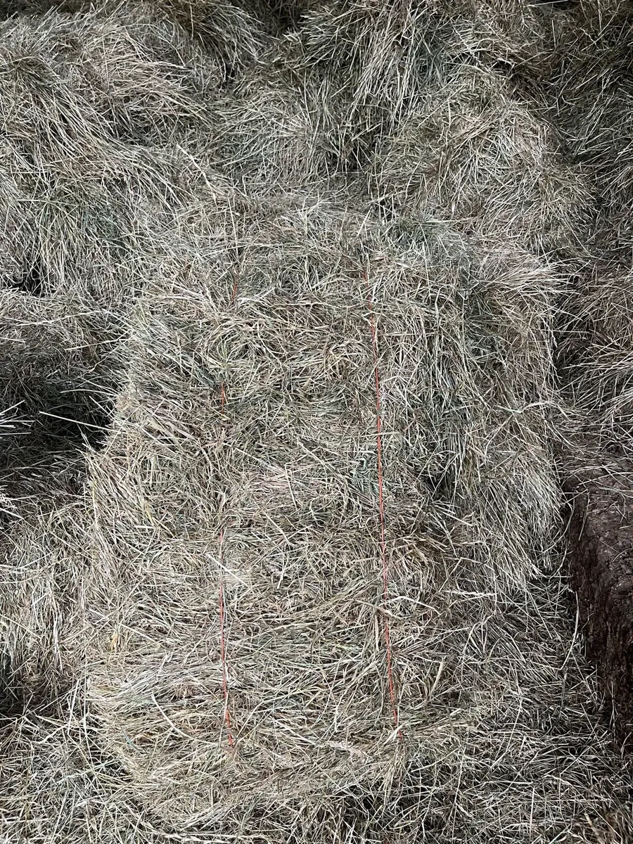 Small squares of top quality hay - Image 1