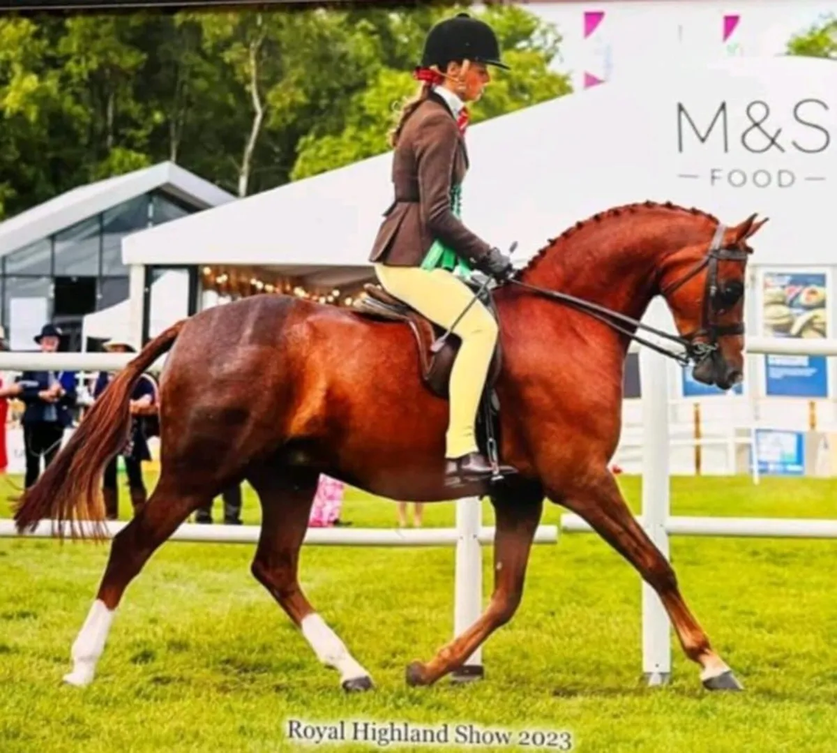 Pony - Image 3