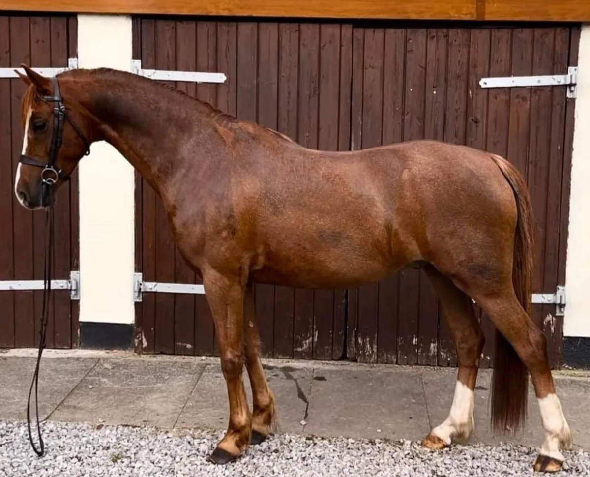 Pony - Image 2