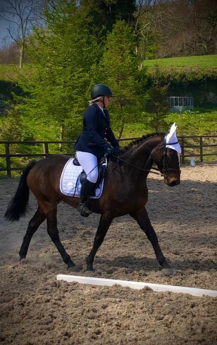 15’2 bay mare, horse half Connemara - Image 2