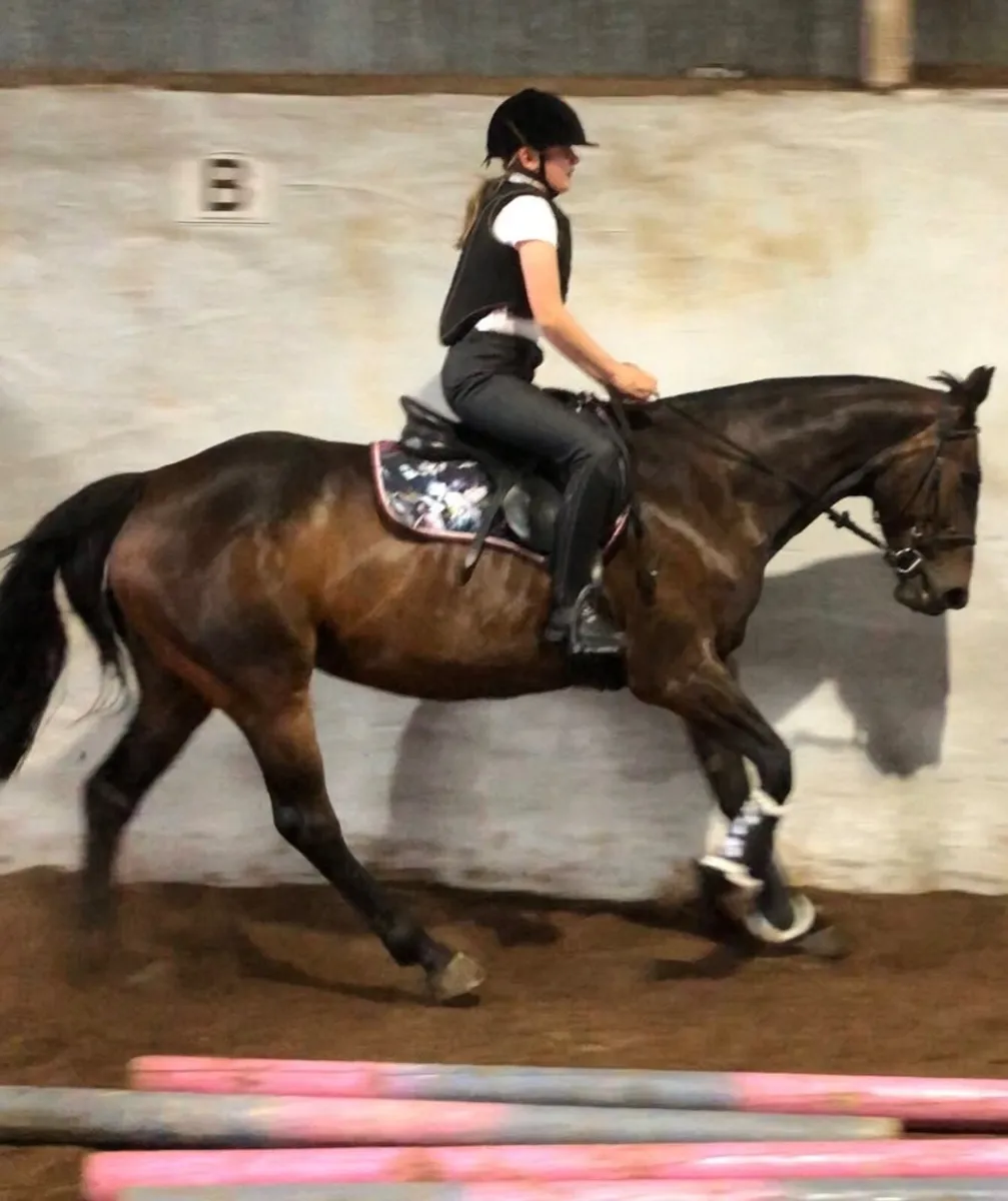 15’2 bay mare, horse half Connemara - Image 3