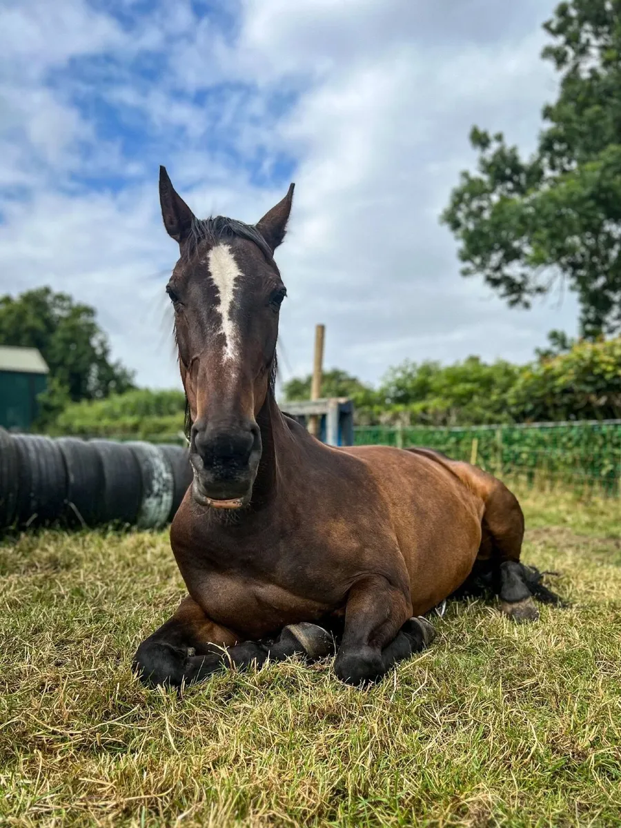 15’2 bay mare, horse half Connemara - Image 4