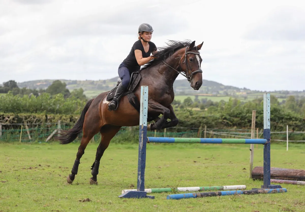15’2 bay mare, horse half Connemara - Image 1