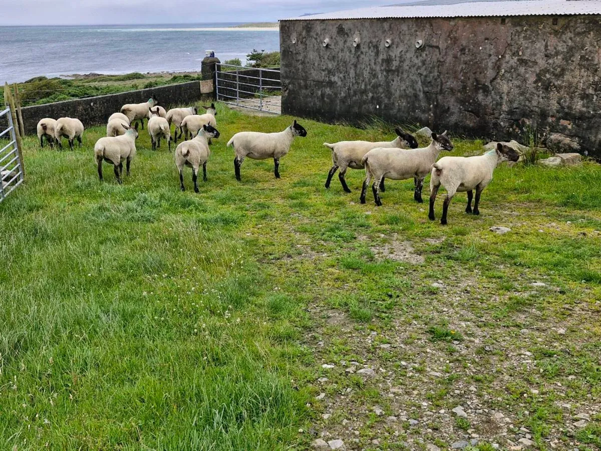 34 hogget ewes - Image 2