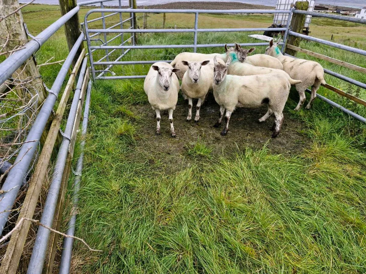 34 hogget ewes - Image 3