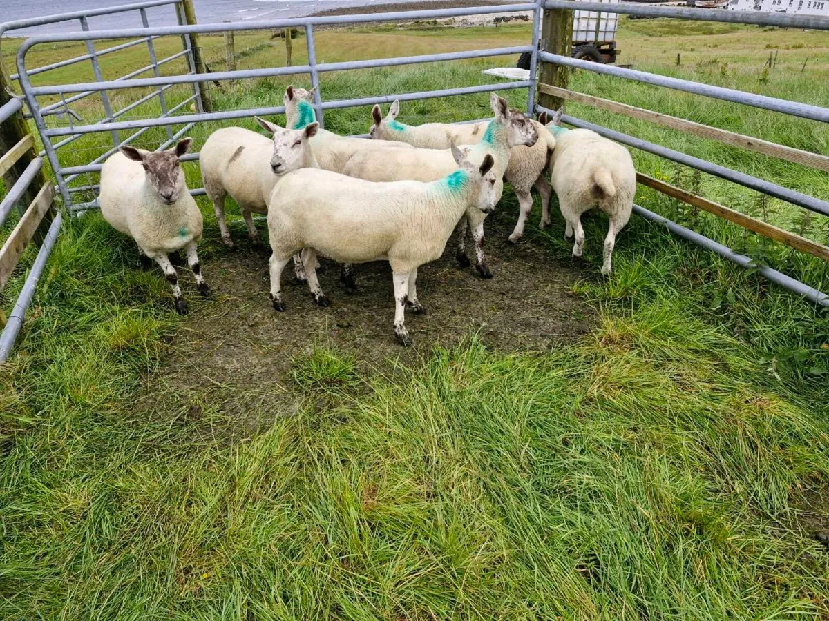 34 hogget ewes - Image 4