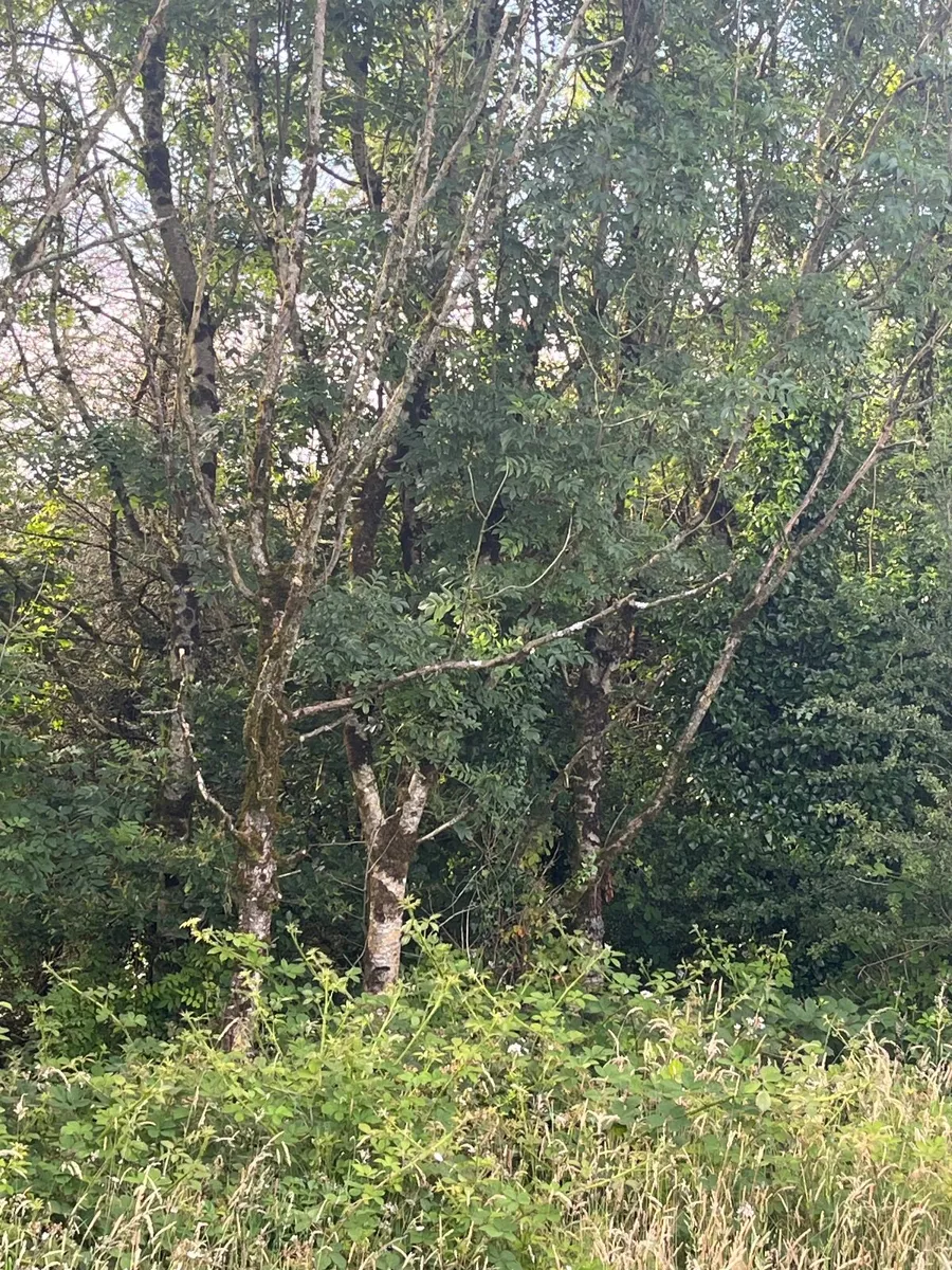 Firewood.  Standing Ash trees - Image 2