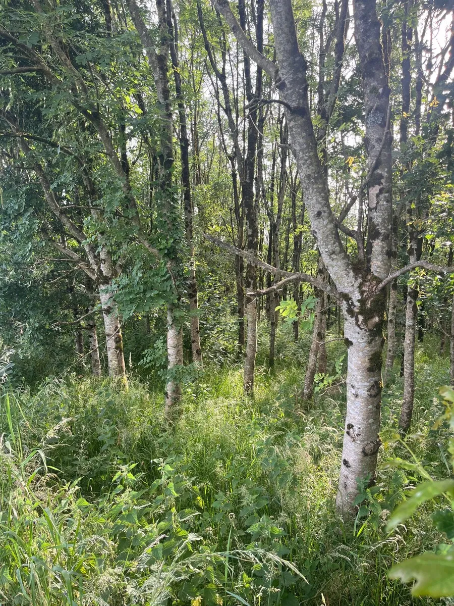 Firewood.  Standing Ash trees - Image 1