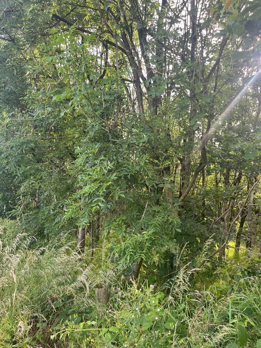 Firewood.  Standing Ash trees - Image 3