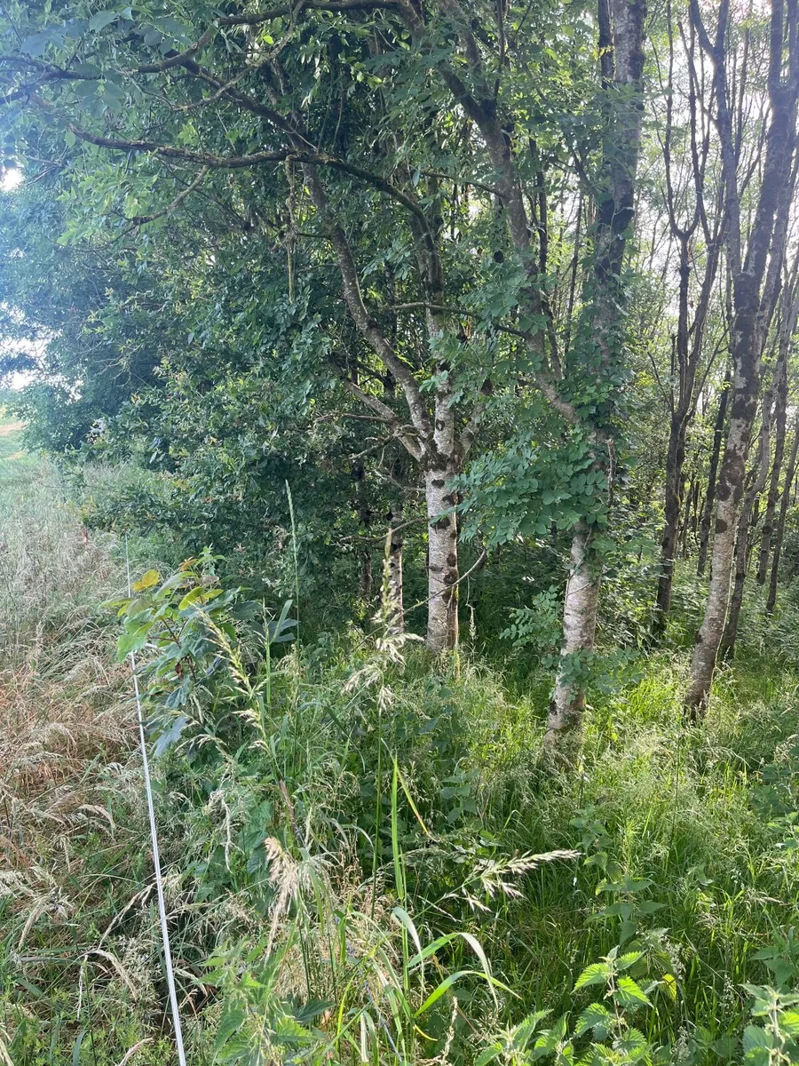Firewood.  Standing Ash trees - Image 4