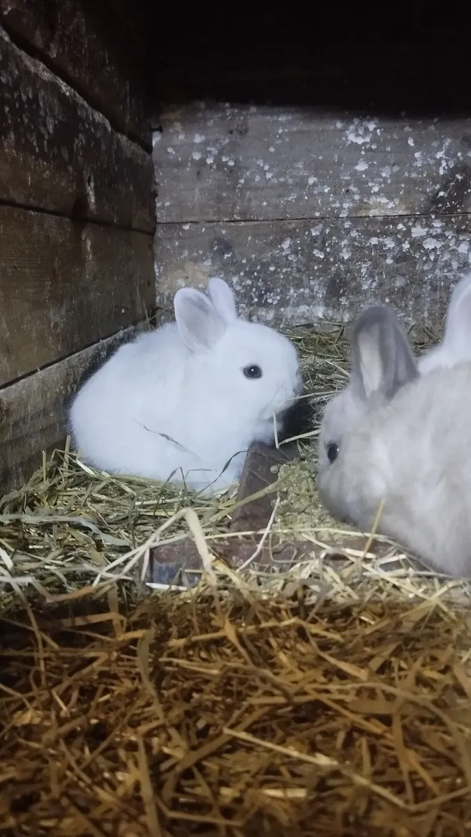 Dwarf rabbit 🐰