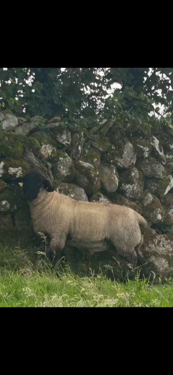 Super pedigree registered ramb lamb - Image 4